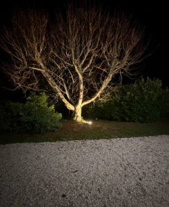 éclairage extérieur d'un arbre